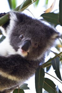 Koala on Kangaroo Island